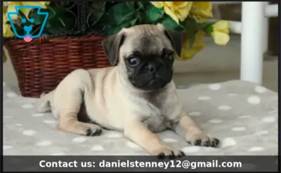 Social butterfly Pug Puppy