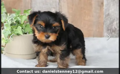 Şirin Yorkie Yavru