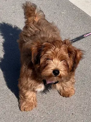 Bosco Havanese yavrusu