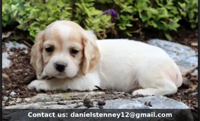 Karşı konulmaz Cocker Spaniel Yavru