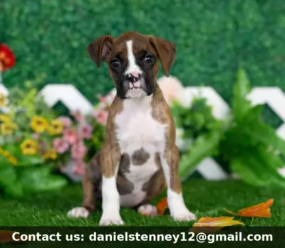 Charming Boxer puppy 