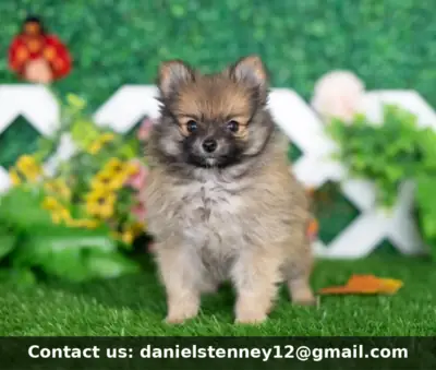 Şirin Pomeranian Yavruları