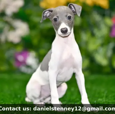 Büyüleyici İtalyan Greyhound yavrusu