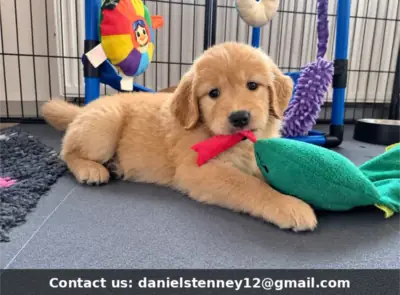 Golden Retriever puppies