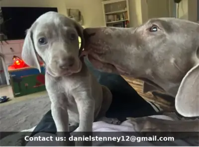 Weimaraner yavruları