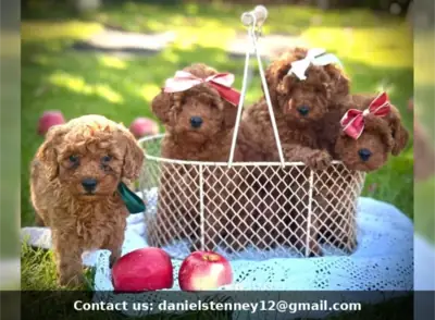 Sevimli Toy Poodle yavruları