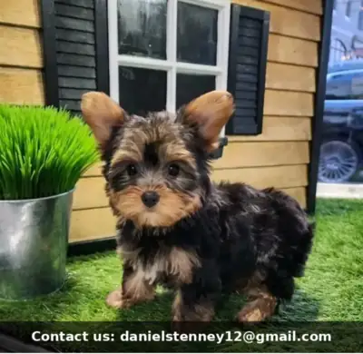 Yorkie yavruları