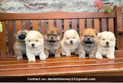 奶油色的松狮幼犬