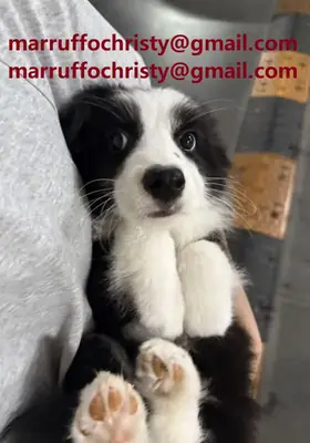 Sevimli erkek Border Collie yavrusu sahiplenme için.