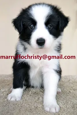 Yeni bir yuva arayan güzel dişi Border Collie.