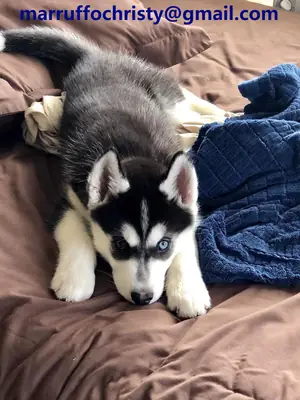 Eğlenceli Sibirya Husky Yavru Köpekler Sahiplendirme.