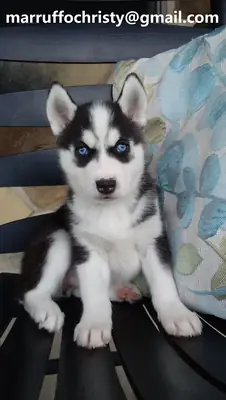 Mavi gözlü sevimli dişi Siberian Husky yavrusu iyi bir yuva arıyor.