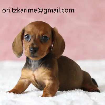 四只小爪子的爱 🐾❤️