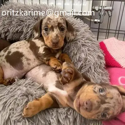 Küçük patilerle ev farklı hissediliyor 🐾