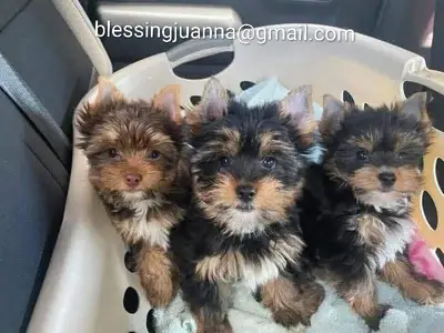 Sevimli ve Sarılgan Yorkshire Terrier Yavru Köpekler, fotoğraftaki e-posta ile benimle iletişime geçin