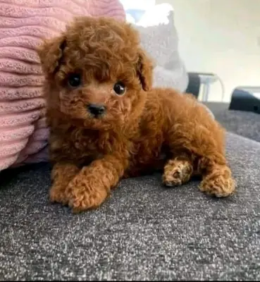 Sevimli toy poodle yavruları