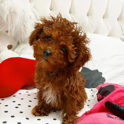 Sevimli toy poodle yavruları hazır.
