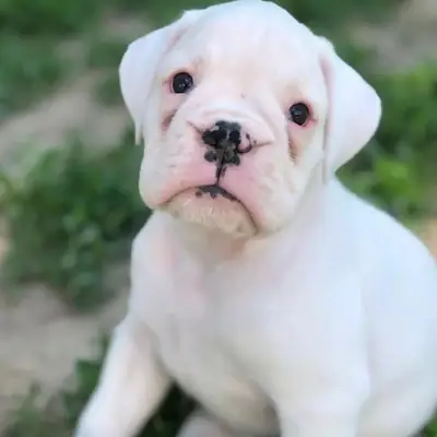 训练有素的拳师犬幼犬
