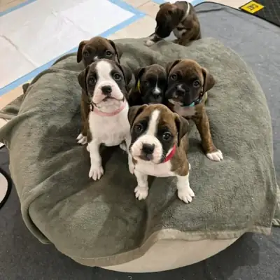 Cachorros bóxer disponibles