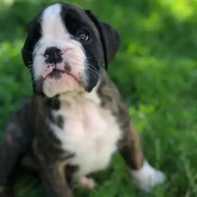 圣诞节的小狗！注册在AKC的拳师犬小狗。