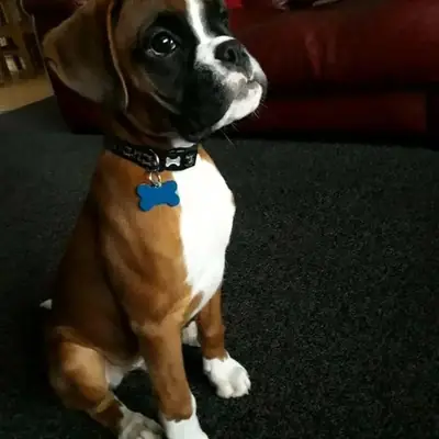 优质拳师犬幼犬