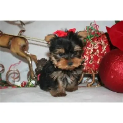 Sağlıklı Yorkshire Terrier Yavruları Sahiplendirme