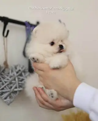 可爱又顽皮的博美犬幼犬。您可以通过照片上的电子邮件与我联系。
