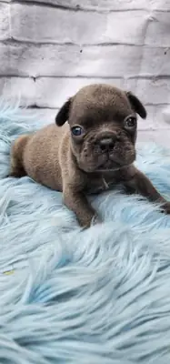 Sevimli mavi Fransız bulldogu yavruları