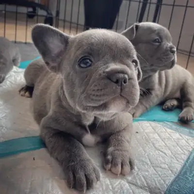 Sevimli Fransız bulldog yavruları evlat edinme