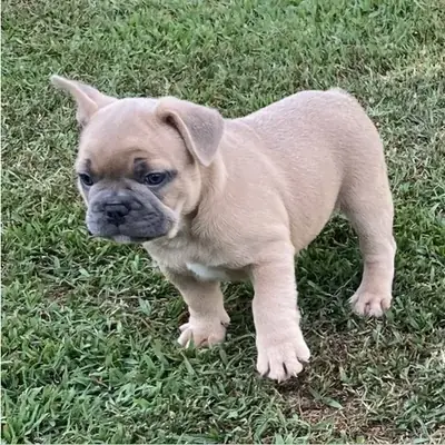 Mavi Fransız bulldog yavruları