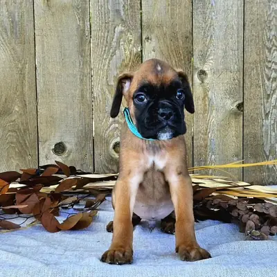 AKC kayıtlı boxer yavruları