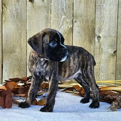 Sevimli ve şefkatli boxer yavruları