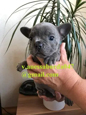 圣诞节法斗幼犬