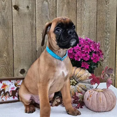 Sağlıklı ve sevimli boxer yavruları mevcut