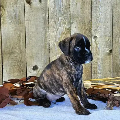 可爱的拳师犬幼犬准备立即交付。