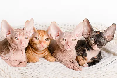 Gatitos Sphynx de ojos azules disponibles