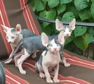 现在有无毛猫幼崽可供领养