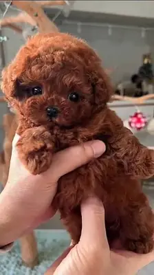 Adopta edilebilecek poodle yavruları