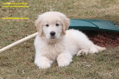 准备立即交付的金毛寻回犬幼犬