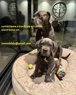 训练在合适地方排便的Cane Corso幼犬