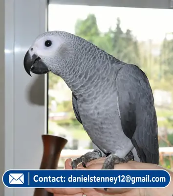 African Grey Parrot