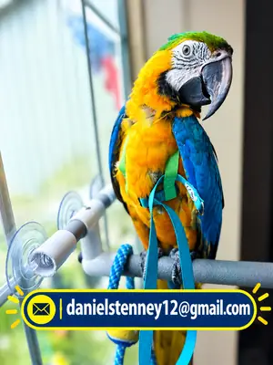 Catalina Macaw parrot