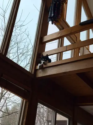 enerjisi çok yüksek, bizim tempoya uymadı