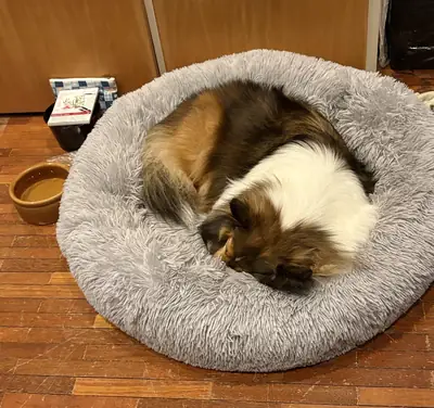 çok hassas bir köpek, ortam önemli