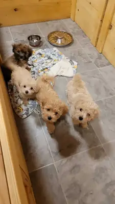 Maltipoo Yavruları