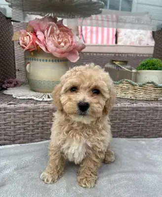 可爱的马尔济斯贵宾犬幼犬