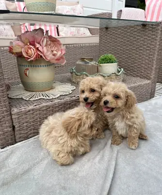 马尔济斯贵宾犬