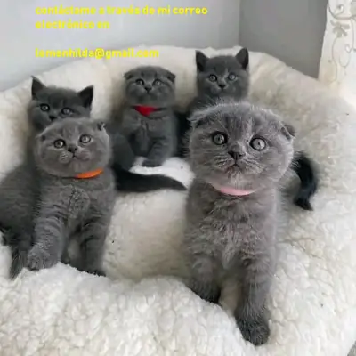 健康的英国短毛猫小猫