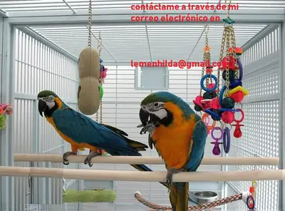 talking well trained Macaw parrots available