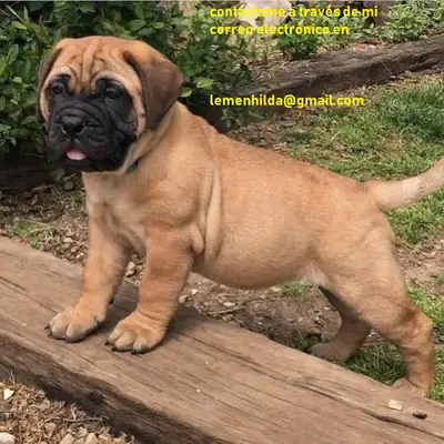 Bullmastiff Yavruları